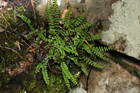 Asplenium trichomanes